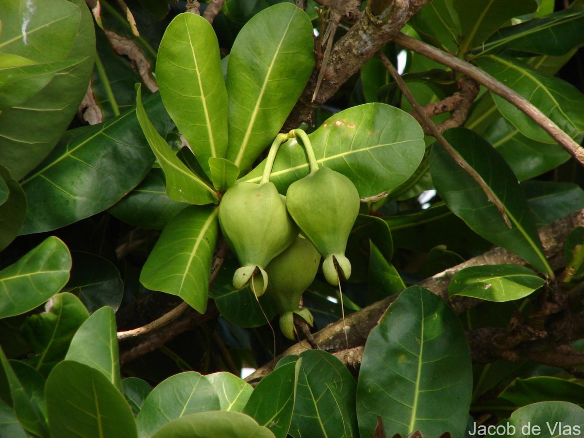 Barringtonia asiatica (L.) Kurz